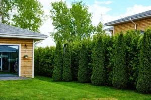 Reclaiming Your Sanctuary: The Definitive Guide to Achieving Backyard Privacy Without Sacrificing Style