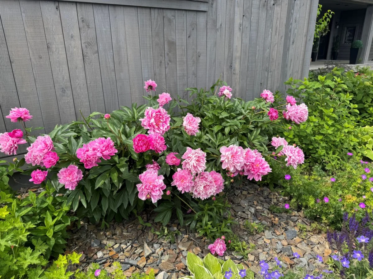 A Montana Masterpiece: Celebrating the Timeless Allure of Peonies in Bozeman