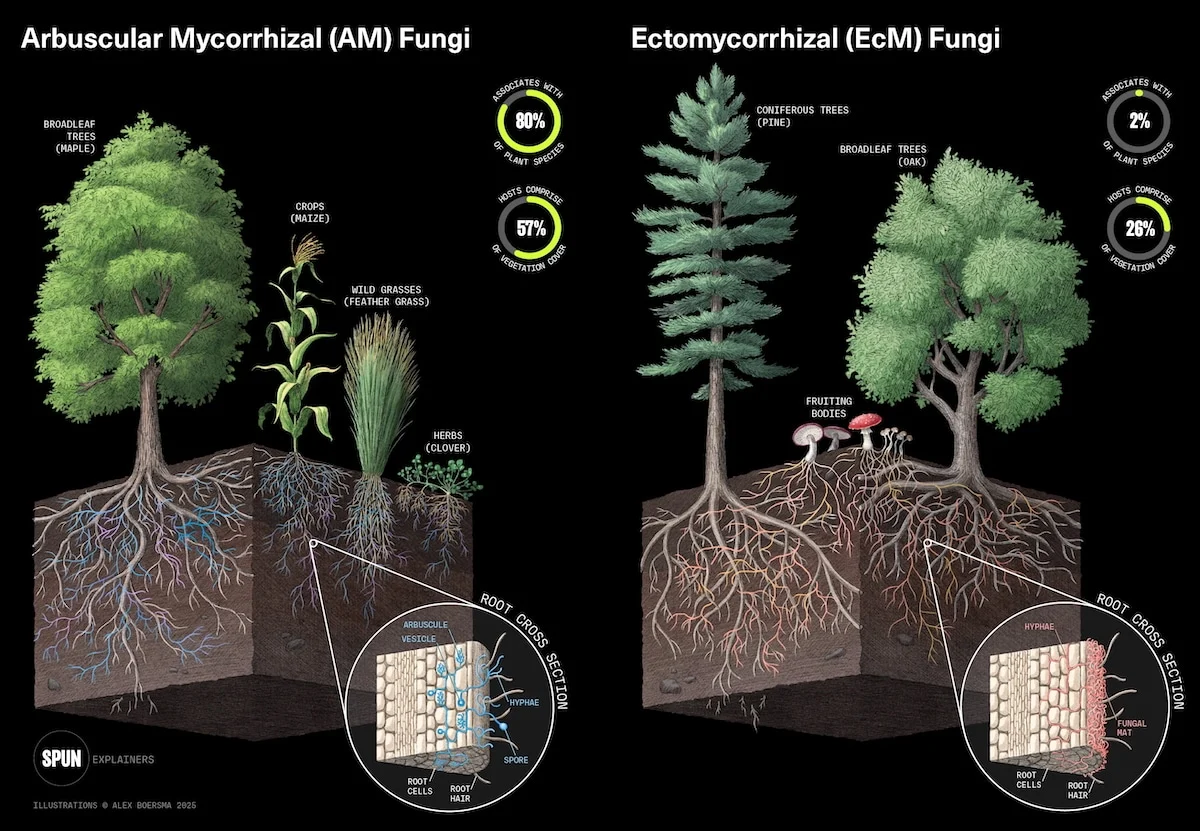 Beneath Our Feet: Why the World’s Hidden Fungal Networks Are Our Last Line of Climate Defense