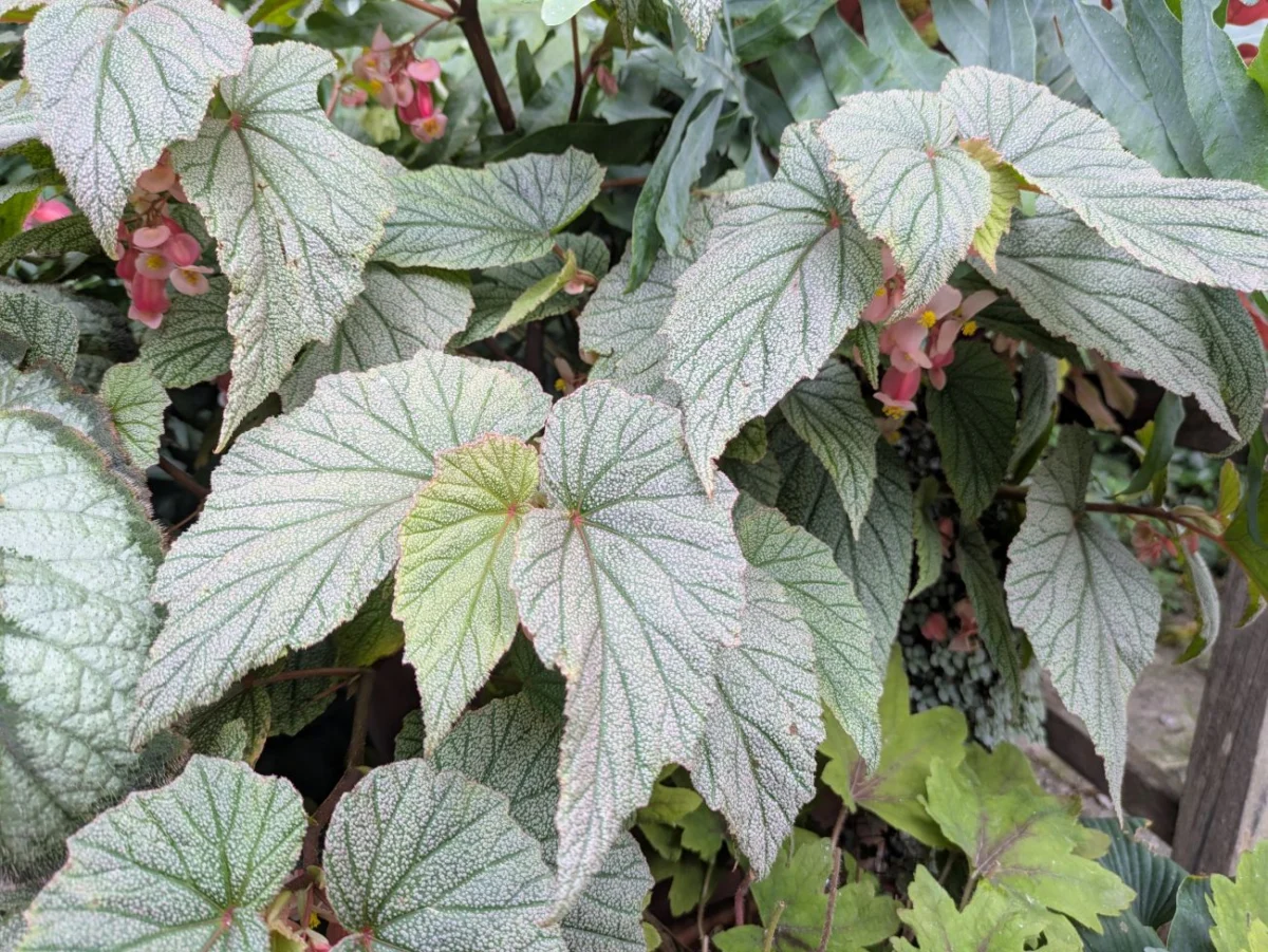 Beyond Blooms: Mastering the Art of Foliage-Focused Shade Containers