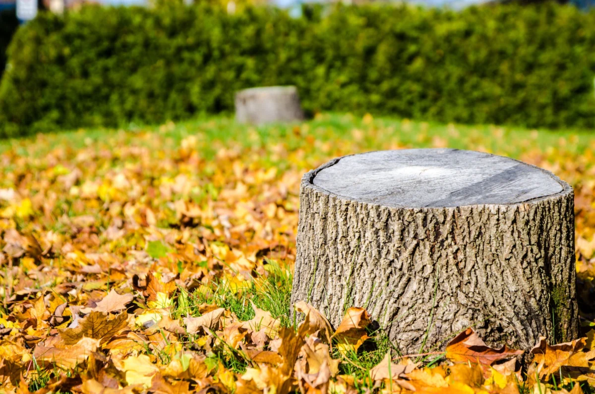 Beyond the Saw: The Definitive Guide to Managing Tree Stumps on Your Property