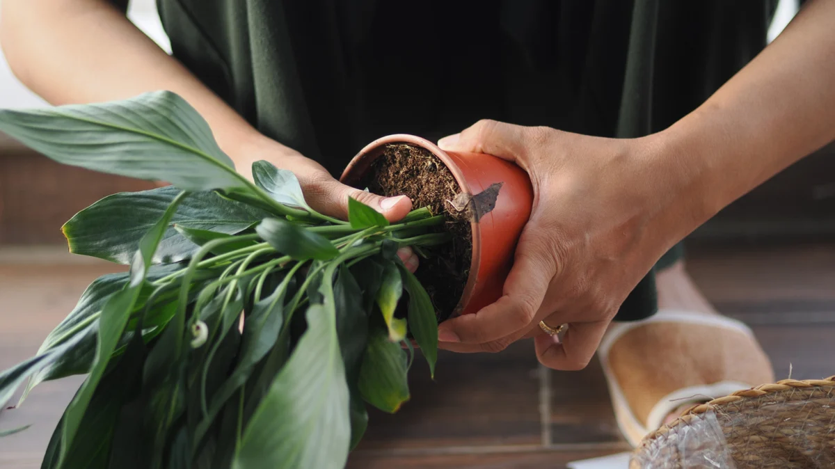 From Trash to Treasure: The Sustainable Revolution of Upcycling Nursery Pots