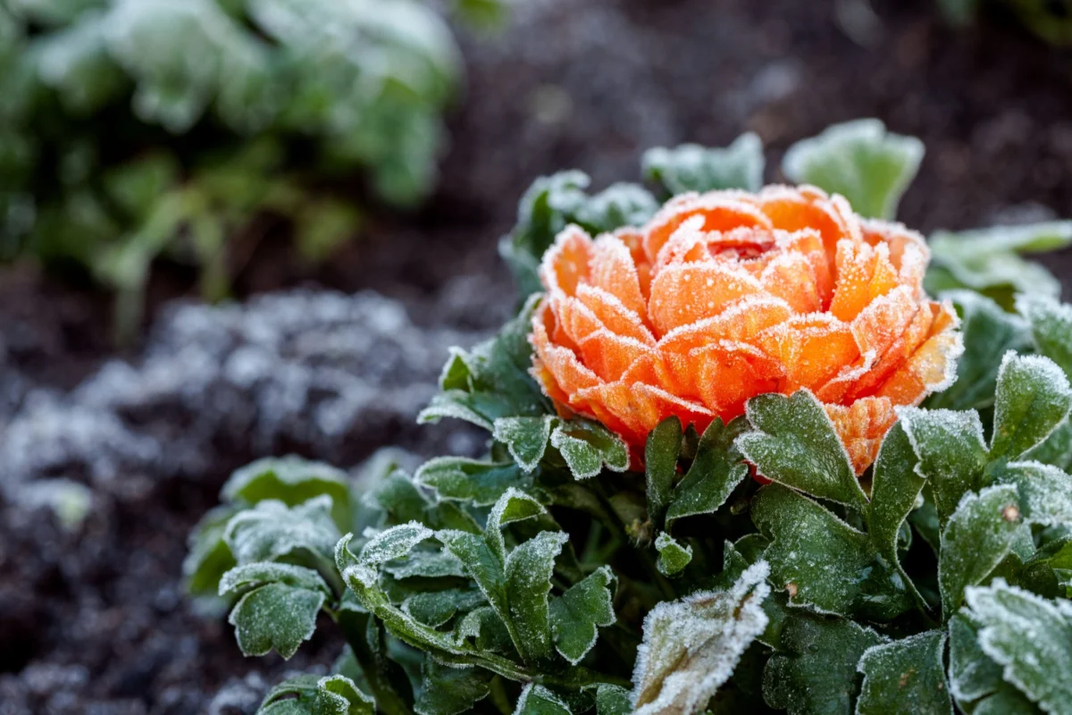 Preparing for the Deep Freeze: The Ultimate Guide to Winterizing Your Garden
