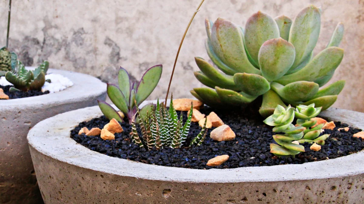 The Art of the Industrial Aesthetic: Transforming Household Items into High-End Concrete Planters