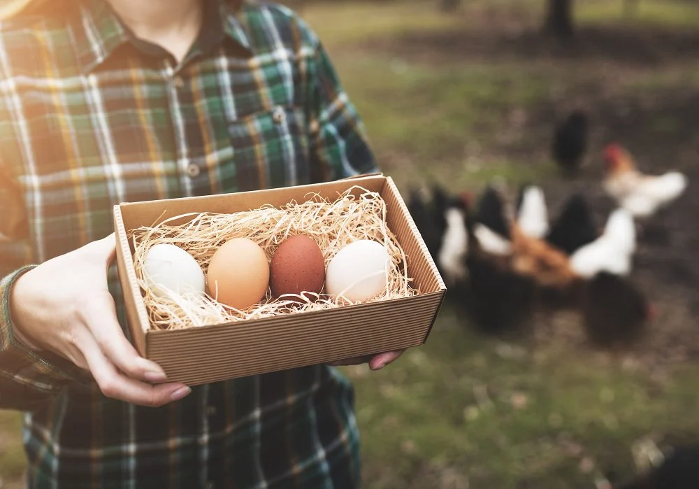 The Backyard Poultry Boom: Economic Reality and Public Health Risks in 2026