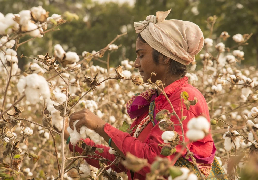 The Great Pivot: Better Cotton’s Evolution into a Regenerative Standards Powerhouse