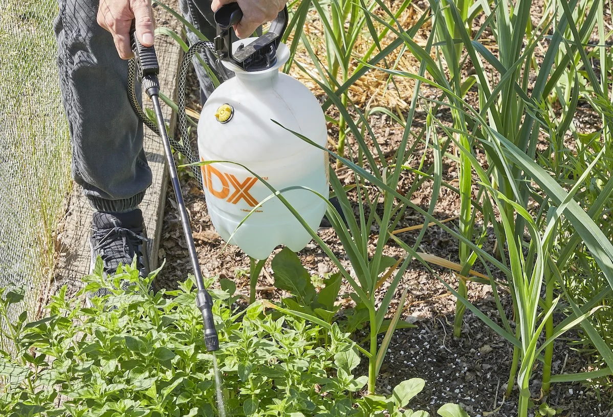 The Homeowner’s Guide to Natural Pest Control: Reclaiming Your Space Without Harsh Chemicals