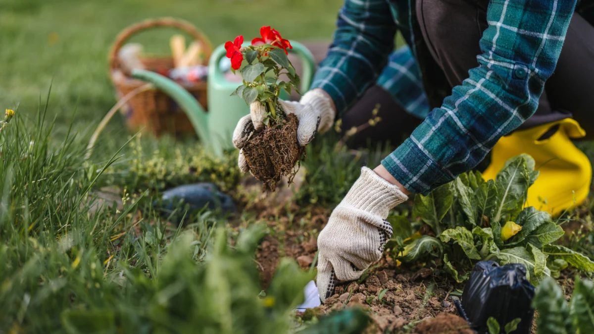 The Silent Engineers: Why Earthworms are the Gold Standard of Garden Health
